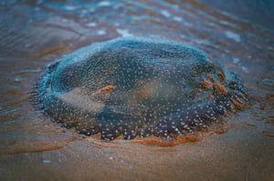 A jellyfish on the beach