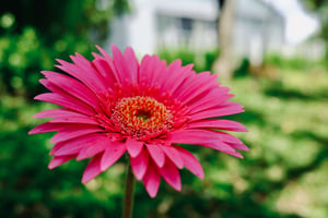 Hoa đồng tiền