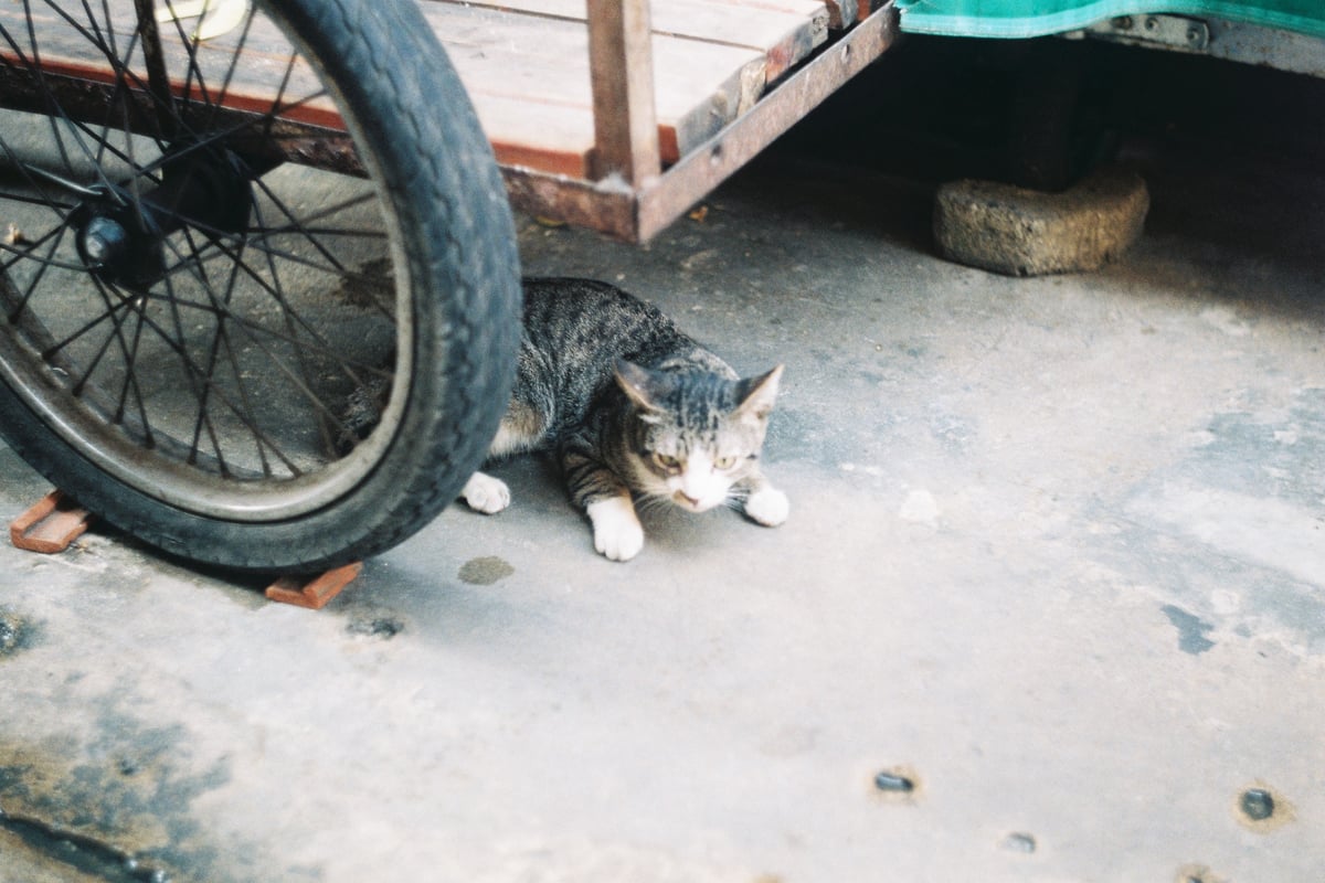 Chú mèo nhỏ trốn dưới bánh xe
