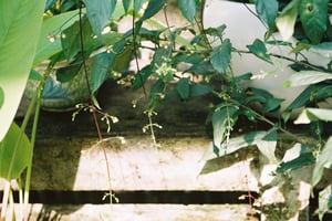 Flower buds above rustic concrete