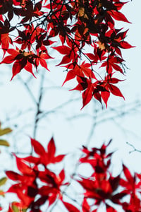 Wallpapper vibrant red maple leaves on branches