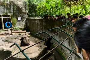 Asian black bears hang out with visitors