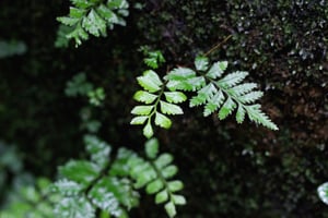 Những chiếc lá sau cơn mưa