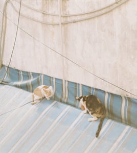 Two stray cats interacting on a vintage striped canvas