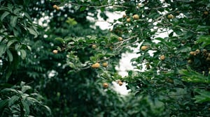 Cây lê trĩu quả