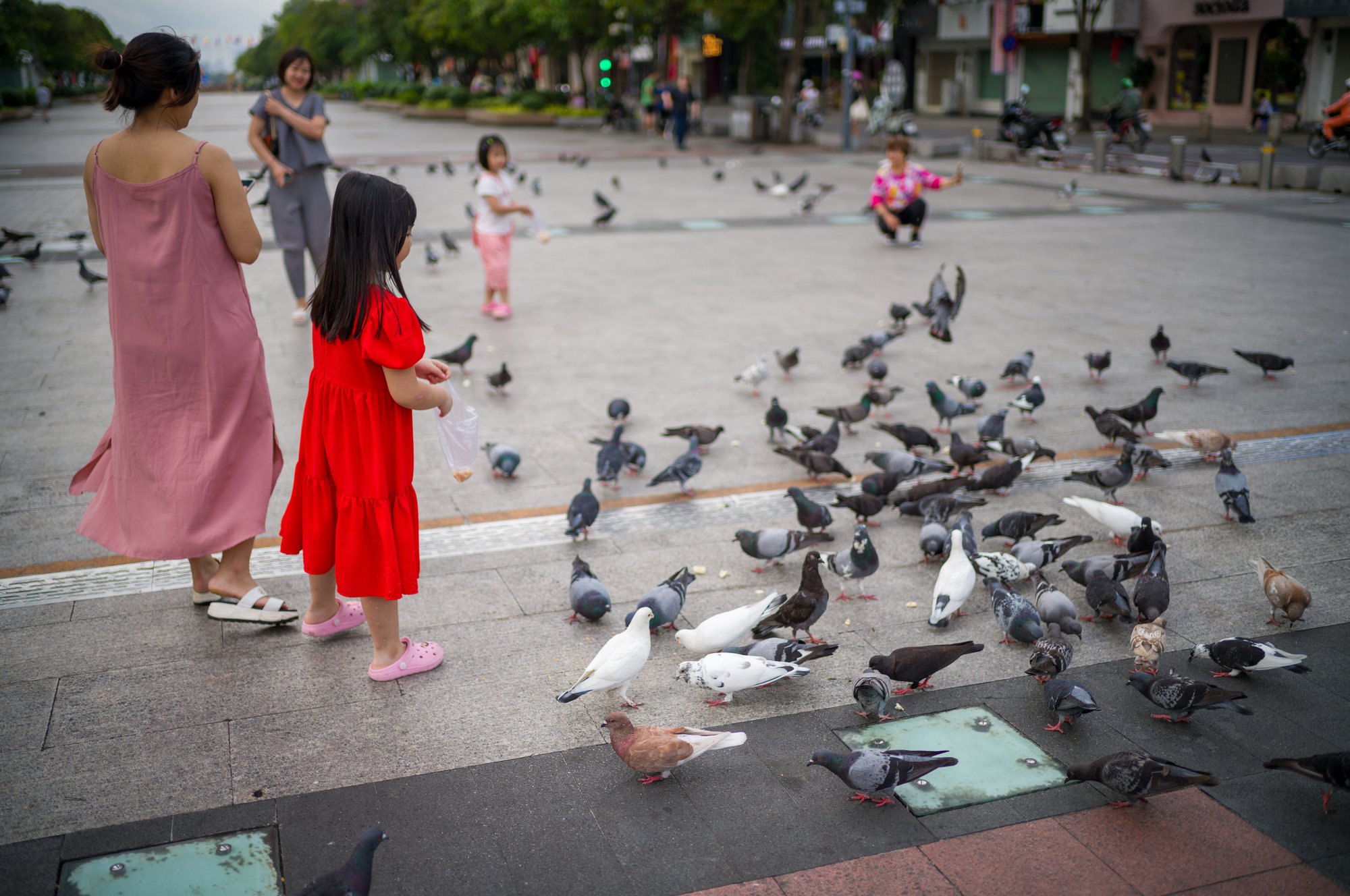 Little girl and pigeons
