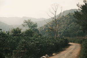 Một con đường ở làng quê