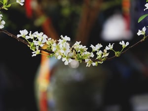 Dây hoa giăng lối