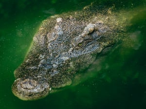 A dangerous crocodile hunting