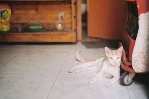 Chú mèo con đang nằm sưởi nắng